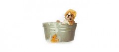 banho-tosa-de-animais-braganca-paulista-1471555545