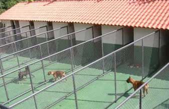 Clube do Cão Bragança - Foto 1