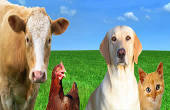 Agro Pet Estilo Cão - Foto 1