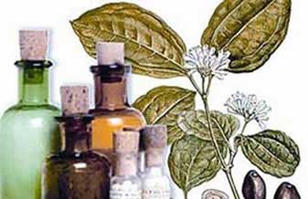 Seiva Farmácia Homeopática - Foto 1