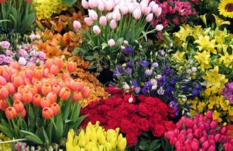 Floricultura Flor de Liz - Foto 1