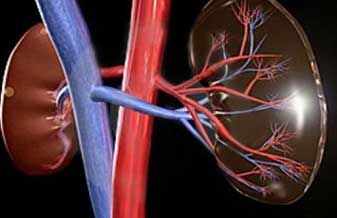 Dra. Gloria Maria Furtado dos Reis - Foto 1