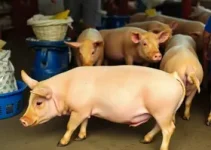 preço do suíno vivo