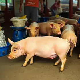 preço do suíno vivo