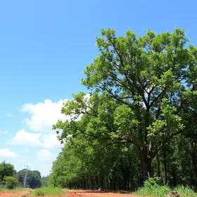 Bragança Paulista